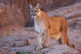 040_Mountain Lion__7311`1001141522.jpg