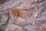 041_Mountain Lion__7327`1001141529.jpg