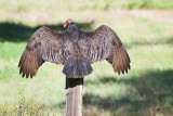 001_Turkey Vulture sunning itself on a post__8012`1003150948.jpg