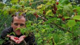 Picking Up Wild Raspberries