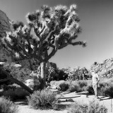 Hidden Valley of Joshua Tree N.P., California