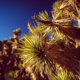 Joshua Tree (close-up), California, USA