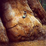 My Boot on the Giant Sequoia Tree, California, USA