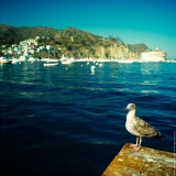 Seagull, St.Catalina Islland, CA, USA