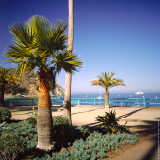 Palm Tree, Avalon, St.Catalina Islland, CA, USA