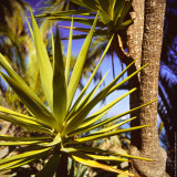 Palm Tree (close-up), Avalon, St.Catalina Islland, CA, USA