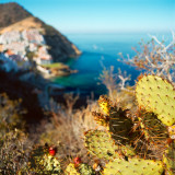 Cactuses in front of Hamlin Cove community view, Avalon, St.Catalina Islland, CA, USA