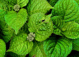 Olympus C2100UZ: Mean Green