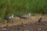 Common Redshank