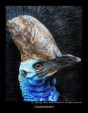 CASSOWARY.jpg