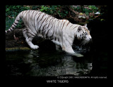 WHITE TIGERS.jpg