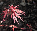 Leaves of Japanese Maple