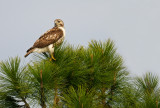 Red-Tailed Hawk