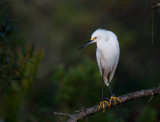 Snowy Egret