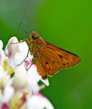Cephrenes acalle (male) 金斑弄蝶(雄)