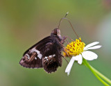 Tree Flitter 希弄蝶 Hyarotis adrastus
