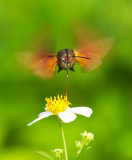 Hawk Moth 長喙天蛾 Macroglossum sp.