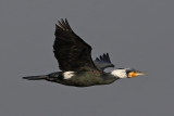 Cormorant (breeding plumage)