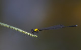 Orange-backed Threadtail 朱背齒原蟌 Prodasineura crocconota