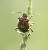 Tallow Stink Bug 麻皮蝽 Erthesina fullo