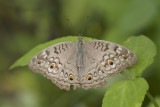 Grey Pansy 波紋眼蛺蝶 Junonia atlites