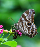 Common Tree Brown 波紋黛眼蝶 Lethe rohria