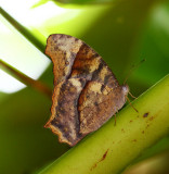 Dark Evening Brown (dry season) 睇暮眼蝶(旱季型) Melanitis phedima