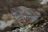 Orange Oakleaf 枯葉蛺蝶 Kallima inachus