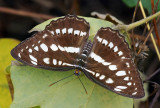 Common Sergeant 玄珠帶蛺蝶 Athyma perius