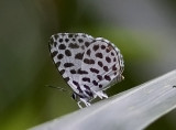 Lesser Forest Blue 蚜灰蝶 Taraka hamada