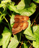 Baron 矛翠蛺蝶 Euthalia aconthea