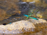 Chinese Greenwing 華艶色蟌 Neurobasis chinensis