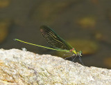 Chinese Greenwing 華艶色蟌 Neurobasis chinensis