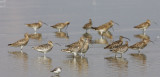 Eurasian Curlew 白腰杓鷸