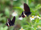 Common Mormon 玉帶鳳蝶 Papilio Polytes (Form mandane)
