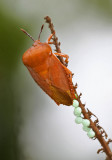 Litchi Stink Bug 荔枝椿象
