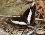 White Commodore 丫紋俳蛺蝶 Parasarpa dudu