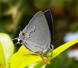 Peacock Royal 雙尾灰蝶 Tajuria cippus