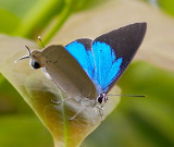 Peacock Royal 雙尾灰蝶 Tajuria cippus