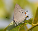 Peacock Royal 雙尾灰蝶 Tajuria cippus
