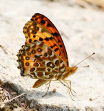 Indian Fritillary (male) 斐豹蛺蝶（雄）Argyreus hyperbius