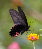 Spangle 藍鳳蝶 Papilio protenor