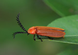 Net-winged Beetle 喙紅螢 Lycostomus sp.