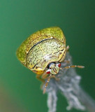 Flea Beetle 桔潛跳甲 Podagricomela nigricollis
