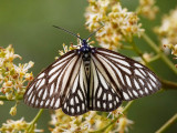 Black-veined Burnet Moth 蝶形錦斑蛾 Cyclosia papilionaris