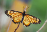 Yellow Coster (female) 苧麻珍蝶 Acraea issoria