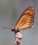 Yellow Coster (male) 苧麻珍蝶 Acraea issoria