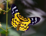 False Tiger Moth  豹尺蛾 Dysphania militaris