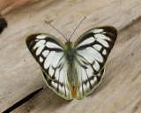 Common Gull (Wet Season Form) 黑脈園粉蝶（濕季型）Cepora nerissa