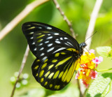 Spotted Sawtooth (Wet Season Form) 鋸粉蝶 Prioneris thestylis